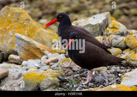 Nerastra Oystercatchers in piedi sopra un uovo su Westpoint Island, Falklands Foto Stock