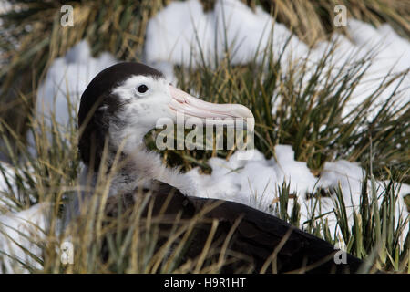 I capretti Albatro errante nel nido su Prion Island, Georgia del Sud Foto Stock