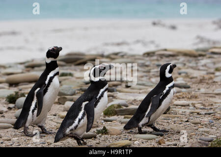 I pinguini di magellano sulla spiaggia sulla isola di carcassa nelle isole Falkland Foto Stock