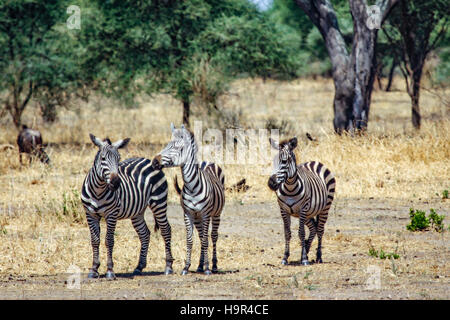 Zebre di pascolare su erbosa pianura del Serengeti in Tanzania Foto Stock