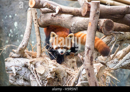 Panda rosso, chiamato anche come Ailurus fulgens, nel giardino zoologico dell'Ocean Park Hong Kong. Foto Stock