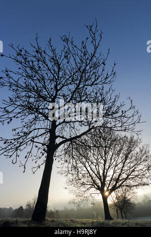 Nonsuch Park, CHEAM SURREY, Regno Unito. Il 26 novembre 2016. Era una fredda e il pupazzo di neve per iniziare la giornata al Parco Nonsuch, Cheam, Surrey. Credito: Julia Gavin UK/Alamy Live News Foto Stock