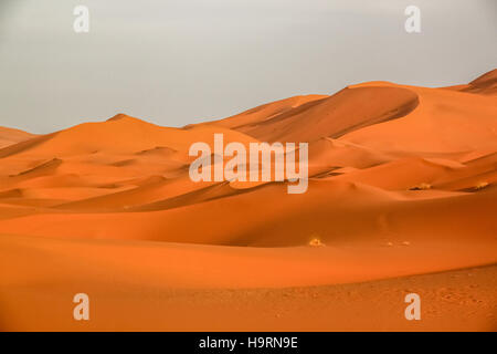 Splendide dune di sabbia del deserto del Sahara a Merzouga, Marocco Foto Stock