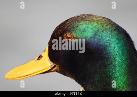 Faccia del germano reale Foto Stock
