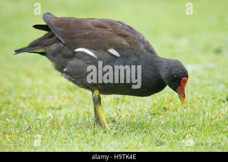 Moorhen comune o la palude di pollo (Gallinula chloropus) nel prato, foraggio, Nord Reno-Westfalia, Germania Foto Stock