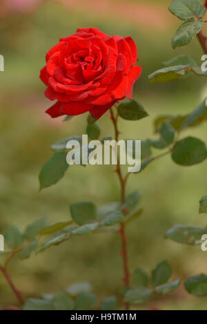 Red Rose su sfondo verde. Messa a fuoco selettiva. Foto Stock