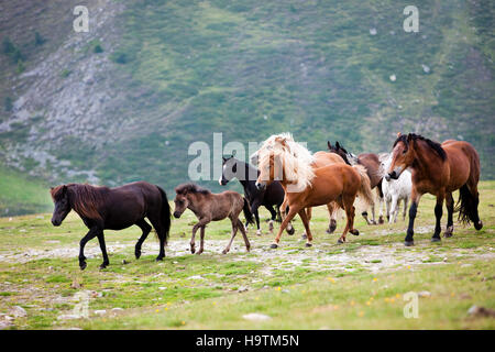 Mandria mista di islandese, Norico, pony, e Haflinger, Kühtai, Tirolo, Austria Foto Stock