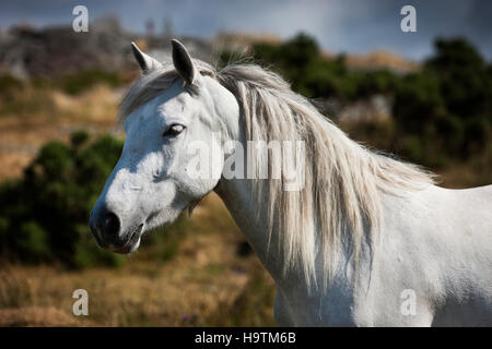 Pony Connemara stallone, Connemara, Irlanda Foto Stock