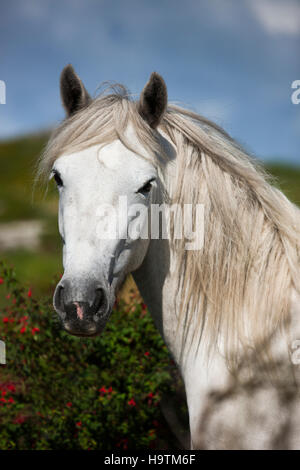 Pony Connemara stallone, Connemara, Irlanda Foto Stock