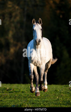 Holsteiner, Fliegenschimmel, cavallo al galoppo in prato, autunno, Tirolo, Austria Foto Stock