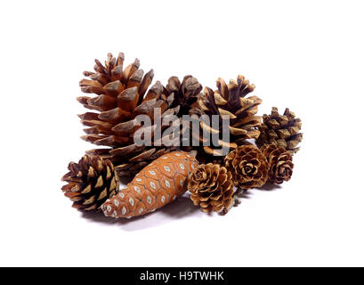 Close-up di diversi tipi di Natural dry pigne raccolta isolati su sfondo bianco Foto Stock
