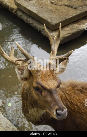 Il cervo maschio di cervo in piedi in acqua Foto Stock