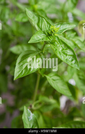 Close-up di fresco verde basilico pianta che cresce in giardino di erbe aromatiche Foto Stock