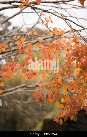 Cercis canadensis colore foglie autunnali, Devon, Regno Unito. Ottobre Foto Stock