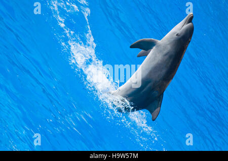 Piuttosto dolphin jumping dalle limpide acque blu godendo il suo tempo Foto Stock