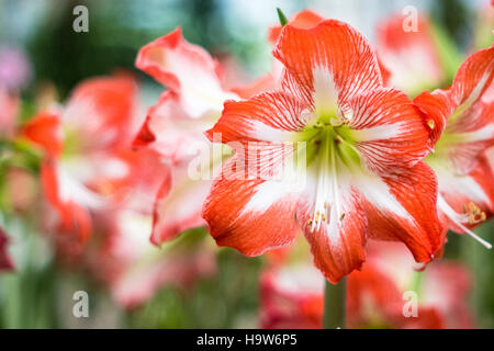 Amaryllis Hippeastrum rosso dei fiori sugli alberi Foto Stock