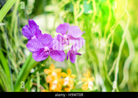 Bella orchidea viola fiori su un ramo verde Foto Stock