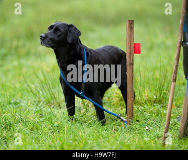 labrador nero su un piolo su sparare Foto Stock