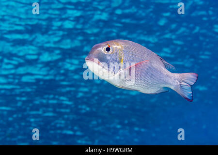 Tonno obeso imperatore, o humpnose obeso (orate Monotaxis grandoculis) nuotare nel blu acqua increspata appena sotto la superficie Foto Stock