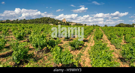 Vigneti a Chateauneuf du Pape, Vaucluse Provence, Francia Foto Stock