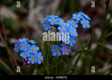 L'Alpine Forget-me-Not, il fiore dello stato dell'Alaska, prospera negli ambienti ad alta quota del Denali National Park. È un simbolo di resilienza, che fiorisce nelle dure condizioni degli ecosistemi alpini dell'Alaska. Foto Stock