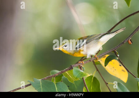 Il Parco Nazionale di Congaree conserva la biodiversità del suo ecosistema di pianure alluvionali, offrendo un habitat vitale per numerose specie di fauna selvatica e servendo come un sito prezioso per la ricerca e le attività ricreative all'aperto. Foto Stock