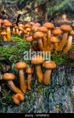 I funghi commestibili - armillaria Mellea Foto Stock