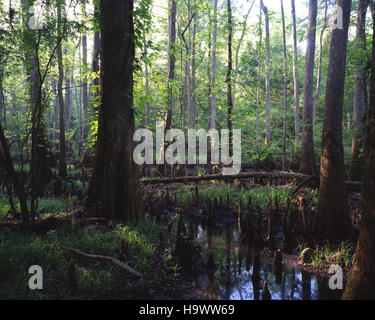 Il Parco Nazionale di Congaree è un'area protetta che conserva la biodiversità e il ricco ecosistema della pianura alluvionale del fiume Congaree, offrendo preziose opportunità di ricerca ed esperienze all'aperto. Foto Stock