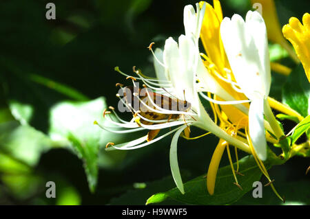 Il Congaree National Park, situato nella Carolina del Sud, conserva una delle più grandi e ricche foreste di latifoglie temperate degli Stati Uniti. Il parco è fondamentale per la protezione della biodiversità, della fauna selvatica e delle risorse naturali. Foto Stock