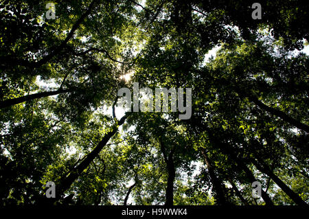 Il Congaree National Park conserva una delle più grandi foreste di latifoglie intatte negli Stati Uniti, supportando diversi ecosistemi e fornendo un habitat cruciale per la fauna selvatica. Foto Stock