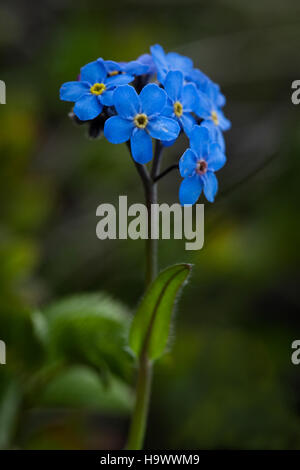 Il Forget-me-Not alpino, un delicato fiore che si trova nel Parco Nazionale di Denali, è una parte importante dell'ecosistema alpino del parco. Foto Stock