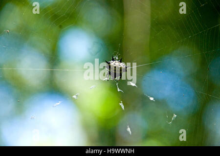 Il Congaree National Park, nella Carolina del Sud, è un'area protetta che conserva diversi ecosistemi e fornisce accesso pubblico per l'educazione ambientale e le attività ricreative. Foto Stock