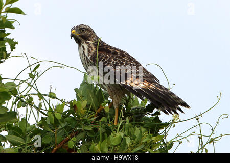 L'immagine raffigura un Falco dalle spalle rosse in volo, catturato nel Parco Nazionale delle Everglades. Questo uccello preda fa parte della ricca popolazione aviaria del parco, che contribuisce alla biodiversità del parco e al ruolo che svolge nella conservazione delle specie di uccelli autoctoni e dei loro habitat. Foto Stock