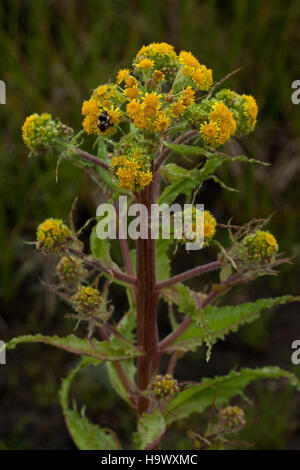 Una fotografia del Fiore Mastodon nel Parco Nazionale di Denali, caratterizzato da colori vivaci e dalla bellezza naturale unica della natura selvaggia dell'Alaska. Foto Stock