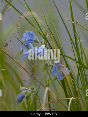 Il Bering Land Bridge, una significativa formazione naturale, un tempo collegava Asia e Nord America. Questa vista mostra il terreno accidentato del ponte di terra con la Tall Jacob's Ladder e la laguna di Ikpek sullo sfondo, mostrando la storia geologica della zona. Foto Stock
