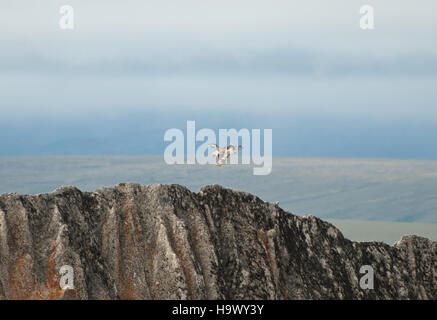 Il Bering Land Bridge, un tempo che collegava l'Asia e il Nord America, è raffigurato con un atterraggio di Hawk dalle gambe ruvide. La storia naturale dell'area del ponte è intrecciata con i modelli migratori, poiché uccelli come l'Falco dalle zampe ruvide utilizzano questi percorsi nei loro viaggi stagionali. Foto Stock