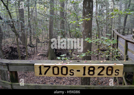 Il Congaree National Park, nella Carolina del Sud, conserva ecosistemi vitali, con habitat diversi come zone umide e foreste, e offre opportunità per l'educazione ambientale e gli sforzi di conservazione. Foto Stock
