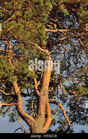 Un pino silvestre tree (Pinus sylvestris) evidenziata da una impostazione sole autunnale Foto Stock
