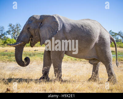 Grande elefante africano a Bull di pascolare su saavannah erba, safari nella Moremi NP, Botswana Foto Stock