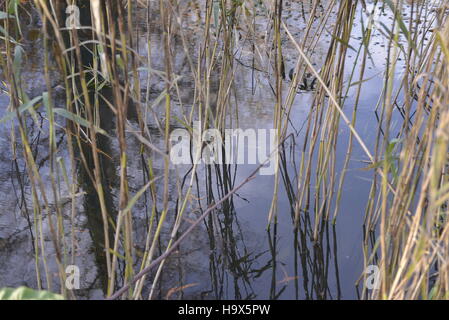 Ance, Alexandra Park, Hastings Foto Stock