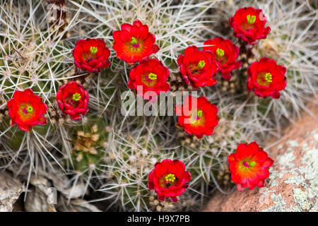 Claret-cup cactus fiori selvatici fiorire lungo la Arizona Trail nel Mazatzal montagne. Tonto National Forest, Arizona Foto Stock