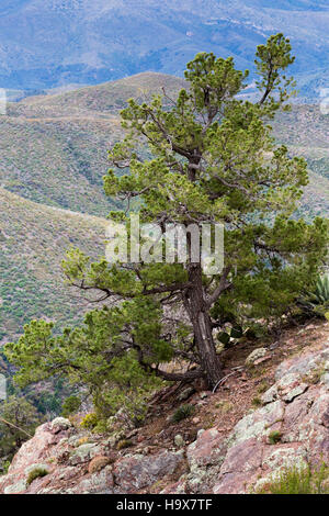 Un pinyon pino che cresce su una cengia rocciosa lungo la Arizona Trail nel Mazatzal montagne. Tonto National Forest, Arizona Foto Stock