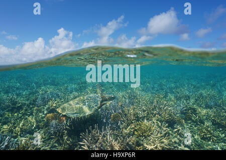 Al di sopra e al di sotto dell'acqua, una tartaruga verde su una bassa scogliera di corallo sott'acqua e cielo blu con nuvole diviso dalla linea di galleggiamento, Nuova Caledonia, sud Pacif Foto Stock