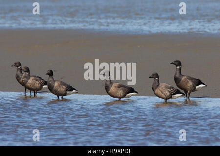 Brant oche / brent oche (Branta bernicla) gregge in appoggio sulla piana di fango Foto Stock