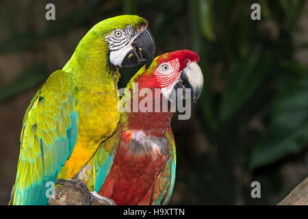La coppia di scarlet macaw Foto Stock