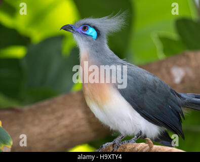 Coua cristata Foto Stock