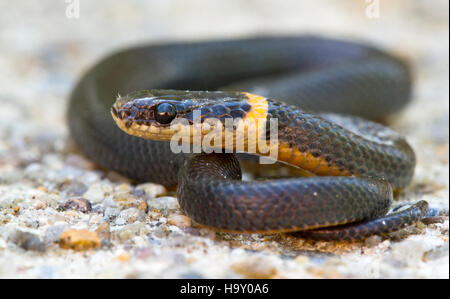 9600002836 snpphotos Ringneck Snake Foto Stock