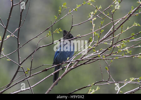 Jay di Steller (Cyanocitta stelleri), una specie di corvo trovata in Nord America, è noto per il suo sorprendente piumaggio blu e la cresta nera. Questo uccello è comunemente visto nelle foreste, spesso in cerca di cibo o arroccato sugli alberi. Si tratta di una specie non migratoria che si nutre principalmente di bacche, insetti e piccoli animali. Foto Stock