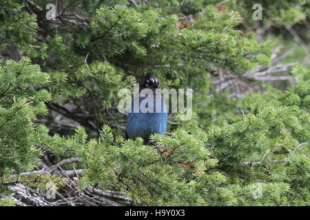 A Steller's Jay (Cyanocitta stelleri) catturato nel Glacier National Park. Noti per le loro impressionanti piume blu e le creste nere, questi uccelli sono comuni nelle foreste di conifere e nelle regioni montuose del Nord America. Foto Stock