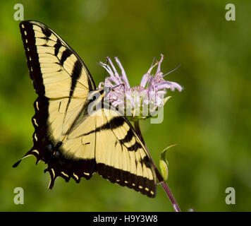 La farfalla della coda di rondine della tigre orientale fluttua vicino ai fiori di bergamotto selvatici nel Beahms Gap, mostrando la bellezza della flora e della fauna autoctone durante la stagione estiva. Foto Stock